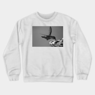 Hummingbird at Feeder Black and White 3 or 3 Crewneck Sweatshirt